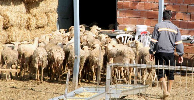 Yalova Kıvırcığı Koyunu Irkı Resmen Tescillendi