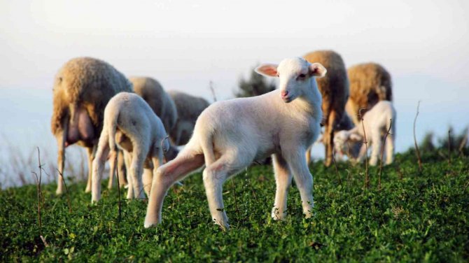 Yalova Kıvırcığı Koyunu Irkı Resmen Tescillendi