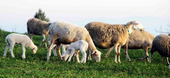 Yalova Kıvırcığı Koyunu Irkı Resmen Tescillendi