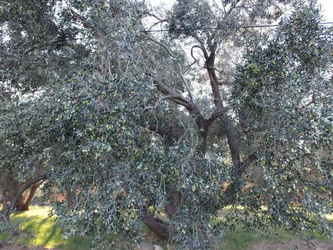 Balıkesir’de Yeşil Zeytin Alımına Başlandı