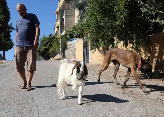 Köpek İle Keçinin Dostluğu Görenleri Şaşırtıyor