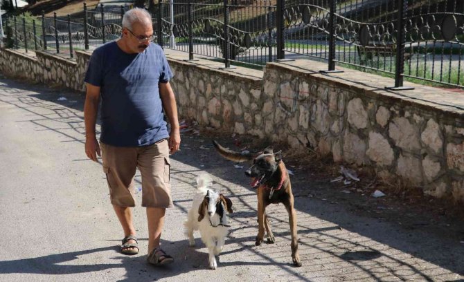 Köpek İle Keçinin Dostluğu Görenleri Şaşırtıyor