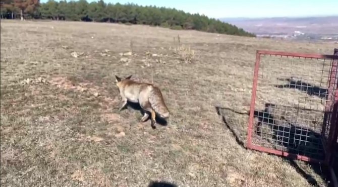Tedavi Edilen Kızıl Tilki Doğaya Salındı