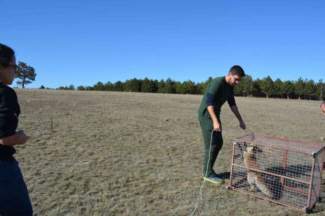Tedavi Edilen Kızıl Tilki Doğaya Salındı