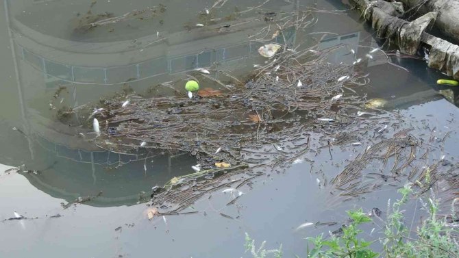 Manavgat’ta Sulama Kanalında Balık Ölümleri