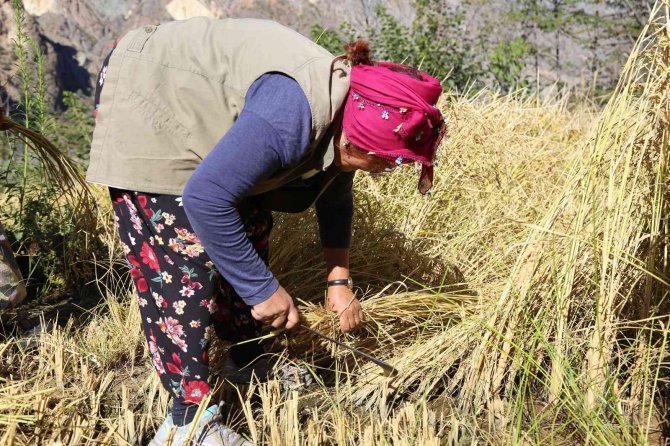 Artvin’de Kadınlar 20 Yıl Sonra Ata Tohumunu Toprakla Buluşturdu