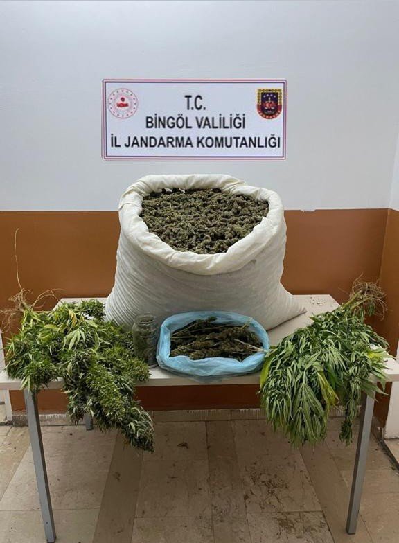 Bingöl’de Narkoterör Operasyonu: 32 Bin Kök Kenevir Ele Geçirildi