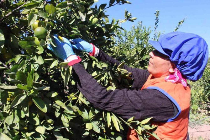 Sarı Altın Satsumada Hasat Zamanı