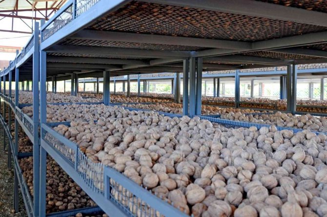 Cevizin Tarladan Sofraya Yolculuğu Başladı