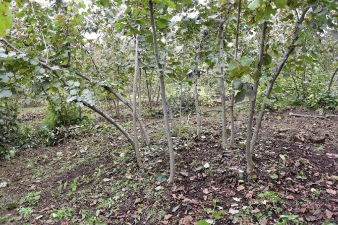 Fındıkta Doğru Budama Verim Ve Kaliteyi Artırıyor