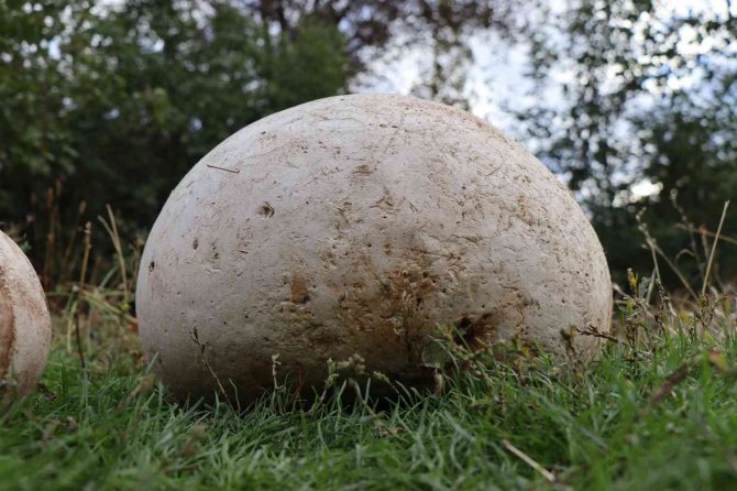 9 Kiloluk Mantar Görenleri Şaşırttı