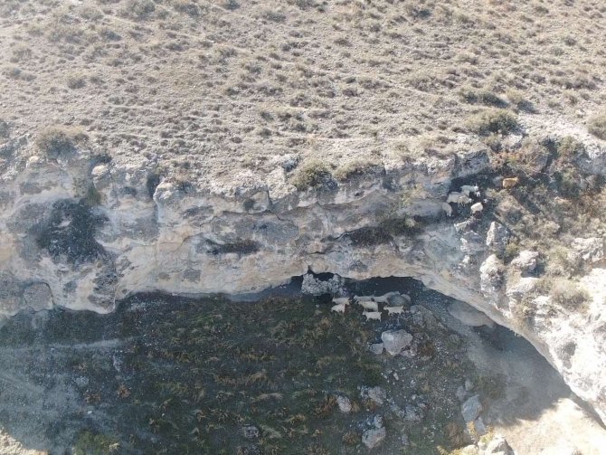 Kaybolan 45 Adet Küçükbaş Hayvan Jandarma Ekiplerince Bulundu