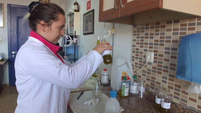 Balıkesir’de Üreticiler Zeytinyağı Fiyatının Açıklanmasını Bekliyor