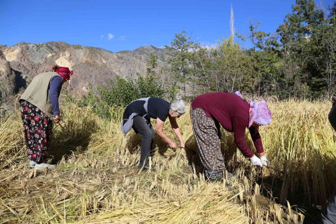 Artvin’de Kadınlar 20 Yıl Sonra Ata Tohumunu Toprakla Buluşturdu