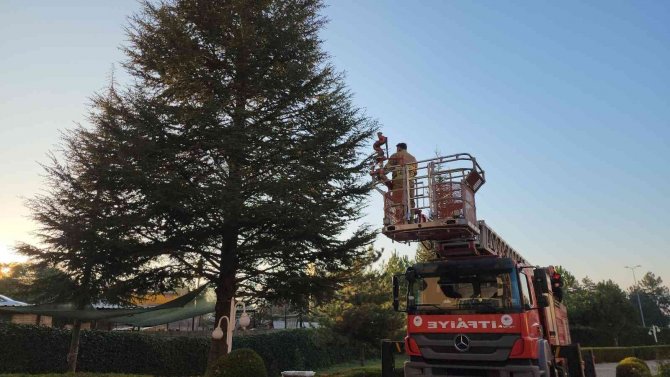 Köpeklerin Saldırısından Korkup Ağaçta Mahsur Kalan Kediyi İtfaiye Kurtardı