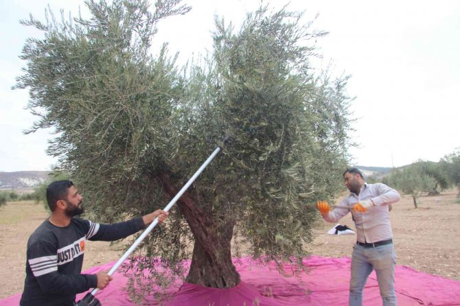 Kilis’te Zeytinde Erken Hasat Dönemi