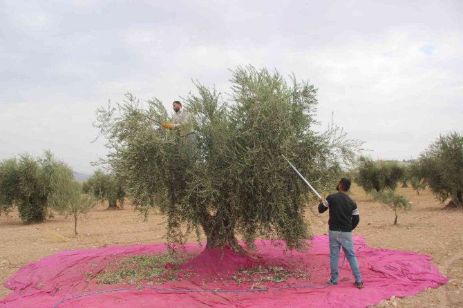 Kilis’te Zeytinde Erken Hasat Dönemi