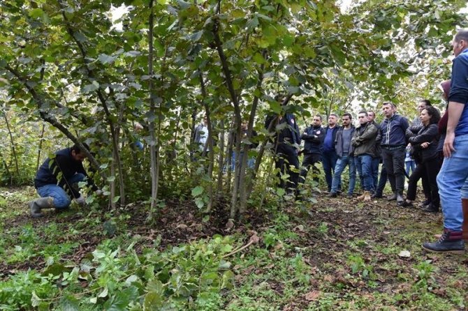 Fındıkta Doğru Budama Verim Ve Kaliteyi Artırıyor