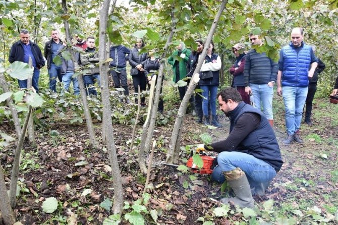 Fındıkta Doğru Budama Verim Ve Kaliteyi Artırıyor