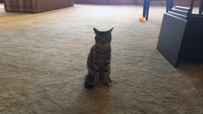 Evcil Hayvanlara Getirilen Çip Zorunluluğu Uygulanmaya Başlandı