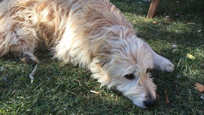 Evcil Hayvanlara Getirilen Çip Zorunluluğu Uygulanmaya Başlandı