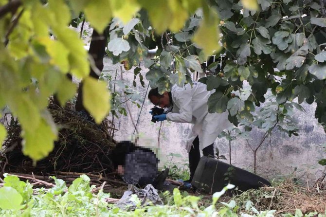 Yaşlı Kadın İncir Ağacına Asılı Halde Bulundu