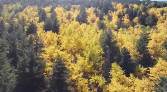 Sarıkamış Ormanlarındaki Renk Cümbüşü Havadan Görüntülendi