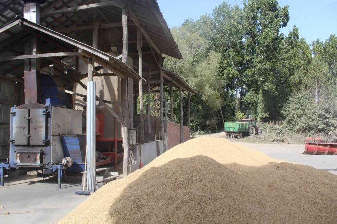 Sinop’ta Çeltik Kurutma İşlemleri Sürüyor