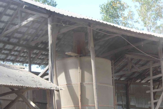 Sinop’ta Çeltik Kurutma İşlemleri Sürüyor