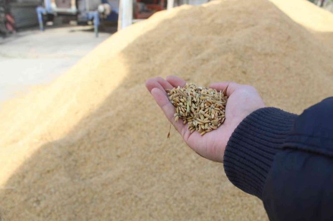 Sinop’ta Çeltik Kurutma İşlemleri Sürüyor