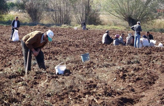 Hasat Sonrası Akına Uğradı, Kışlık Patates İhtiyaçlarını Ücretsiz Elde Ettiler