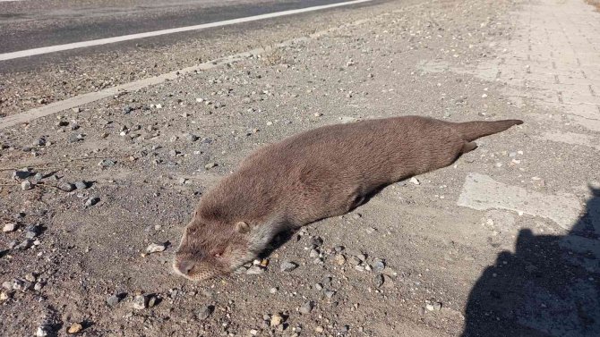 Nesli Tükenme Tehlikesi Altında Bulunan Su Samuru Araba Çarpması Sonucu Telef Oldu