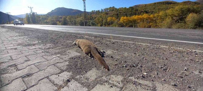Nesli Tükenme Tehlikesi Altında Bulunan Su Samuru Araba Çarpması Sonucu Telef Oldu