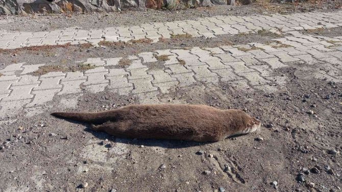 Nesli Tükenme Tehlikesi Altında Bulunan Su Samuru Araba Çarpması Sonucu Telef Oldu