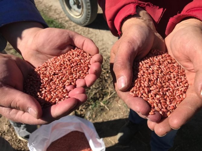 Buğday Tohumlarının 8 Aylık Serüveni Başladı