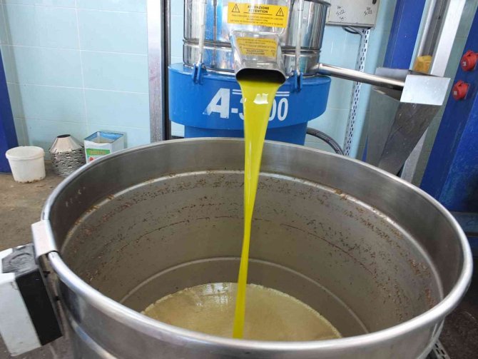 Balıkesir’de Üreticiler Zeytinyağı Fiyatının Açıklanmasını Bekliyor