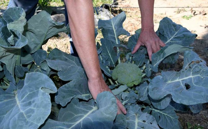 Adabahçe’nin Toprakları Kış Fideleri İle Buluşuyor