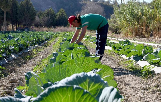Adabahçe’nin Toprakları Kış Fideleri İle Buluşuyor