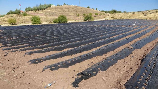 Kırmızı Elmas ‘Çilek’ Sarı Altın ‘Kayısıya’ Rakip Oldu