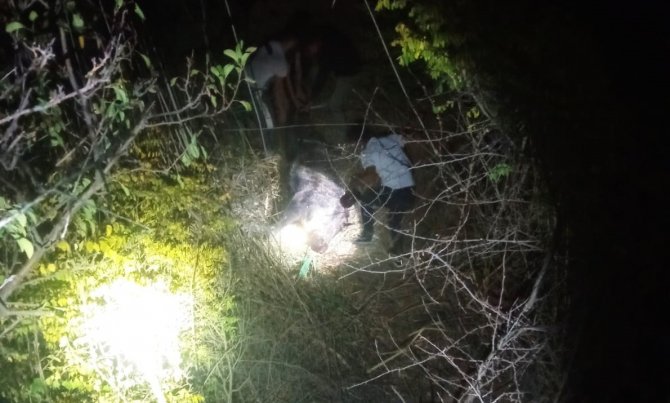 Gercüş’te Domuzlar Bağ Ve Bahçelere Dadandı