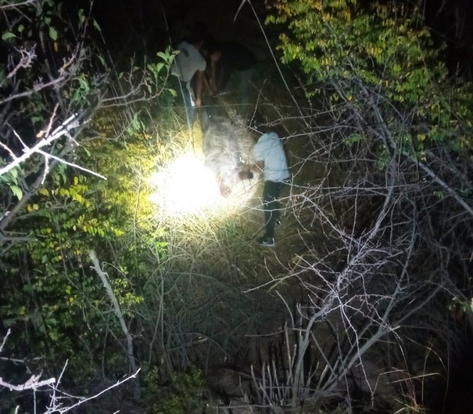 Gercüş’te Domuzlar Bağ Ve Bahçelere Dadandı