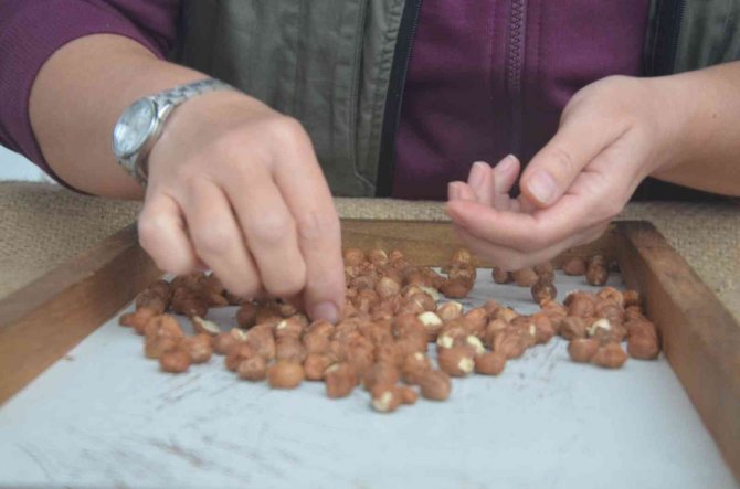 Tmo’nun Fındık Alımı, Ordulu Üreticileri Memnun Ediyor