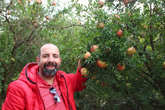 Osmanlı Sarayının Nar İhtiyacının Yarısını Karşılayan Bilecik’te Nar Pekmezi Yapılıyor