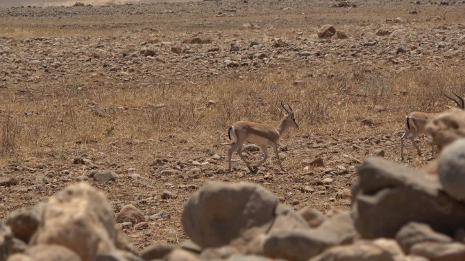Cudi Dağı Teröristlerden Temizlendi, Bölge Ceylanlarla Şenlendi