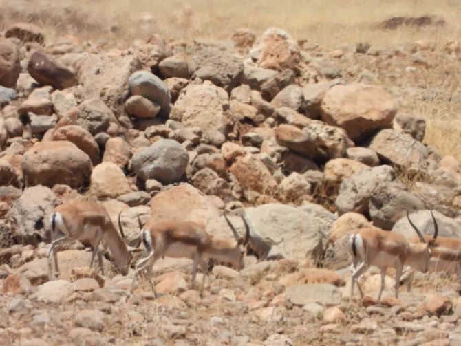 Cudi Dağı Teröristlerden Temizlendi, Bölge Ceylanlarla Şenlendi