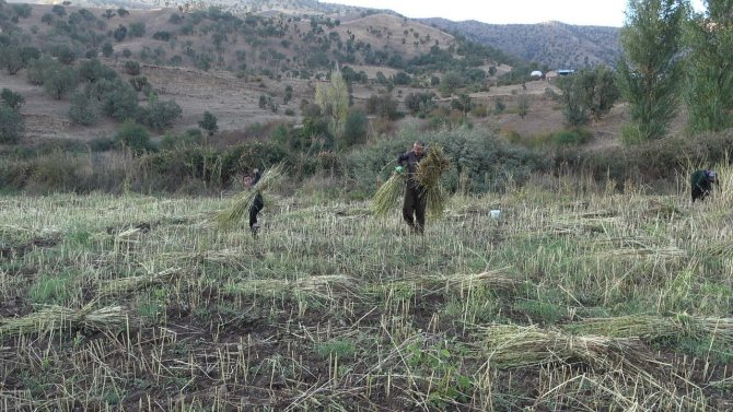 Derecik’te Susam Hasadı Başladı