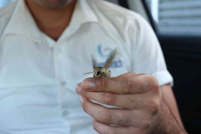 Alanya’da Ender Görülen Mekik Kelebeği Görüldü