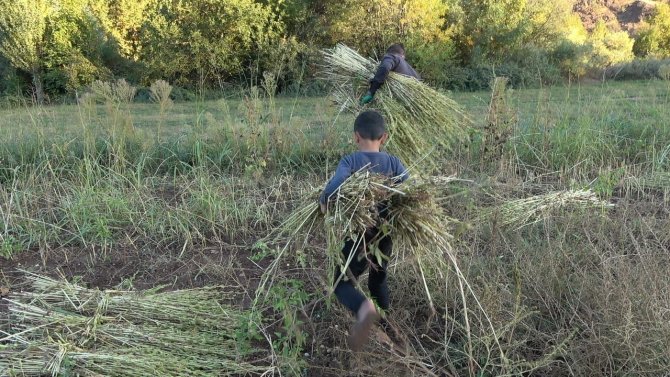 Derecik’te Susam Hasadı Başladı