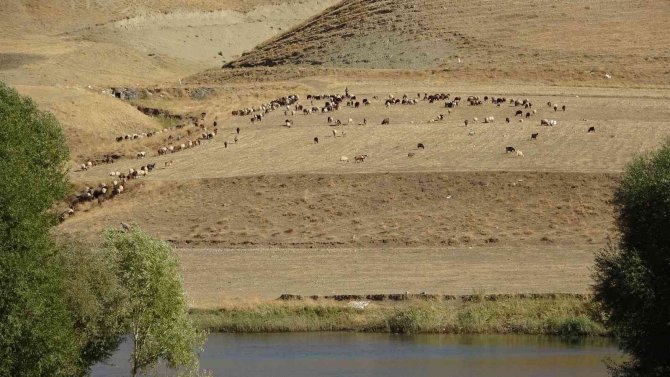 Muş Ovası’ndan Kışlaklara Dönüş Hazırlığı