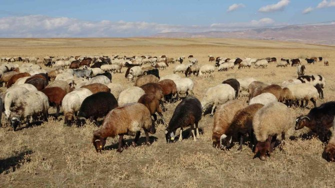 Muş Ovası’ndan Kışlaklara Dönüş Hazırlığı